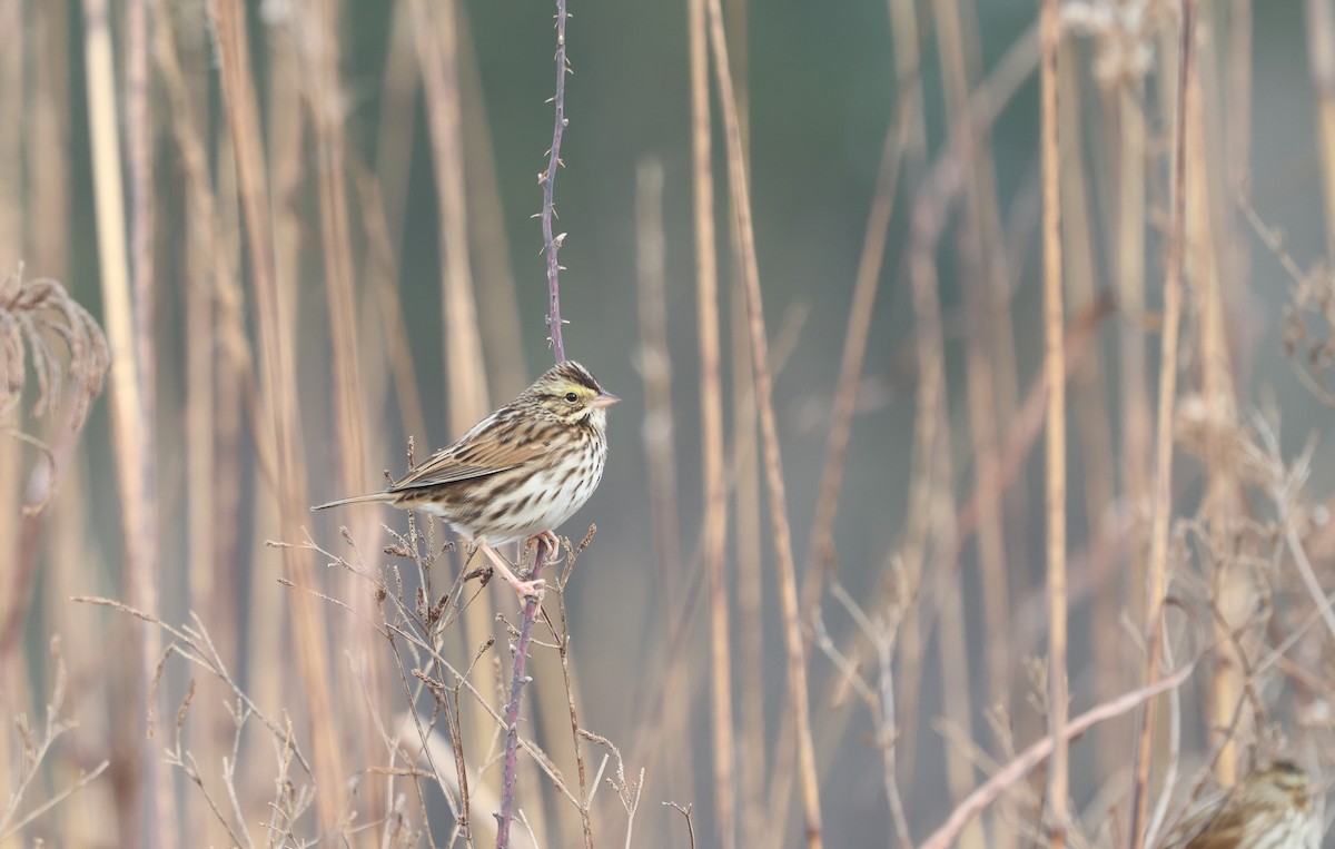 Savannah Sparrow - ML631124040