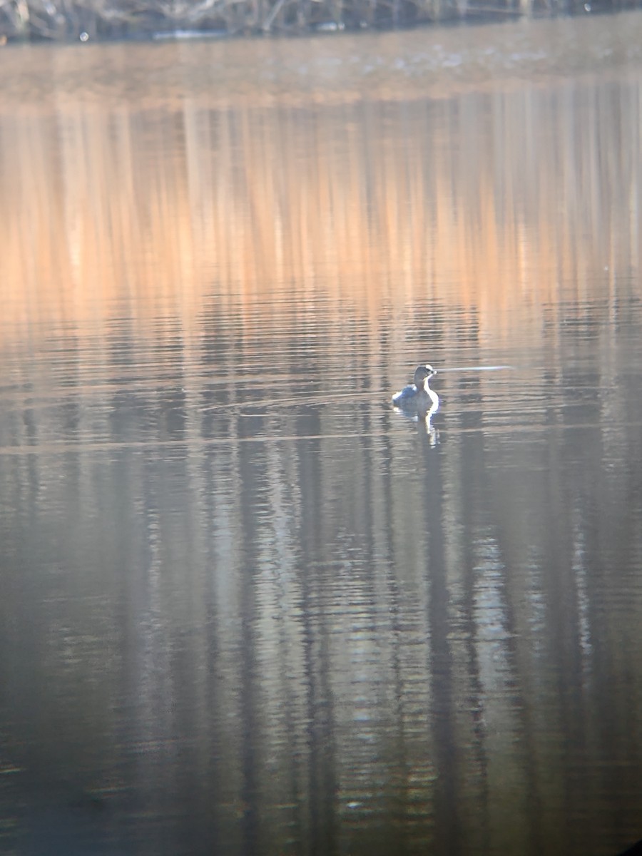 Pied-billed Grebe - ML631124043