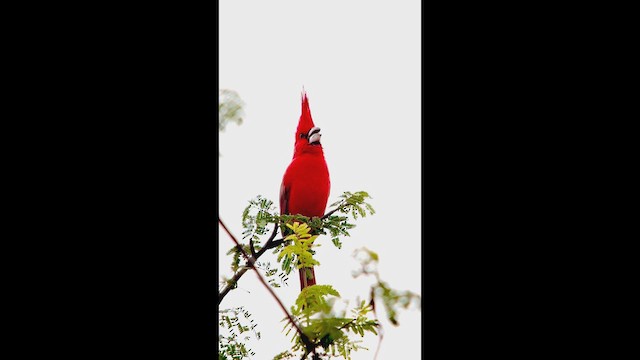 Vermilion Cardinal - ML631124049