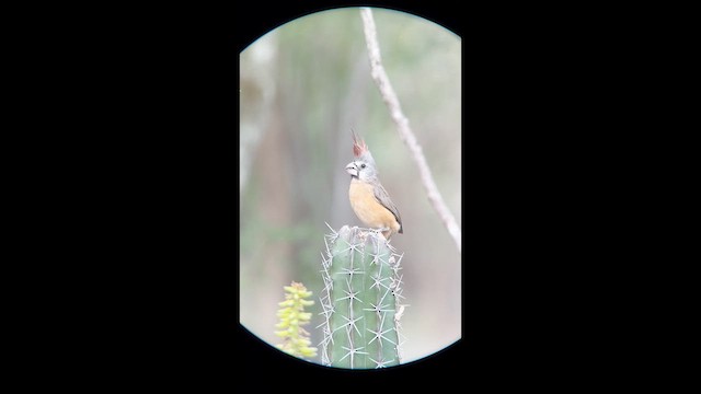Vermilion Cardinal - ML631124050