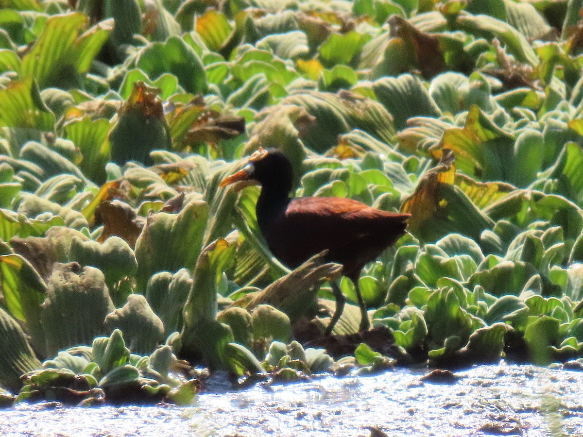 Northern Jacana - ML631124210