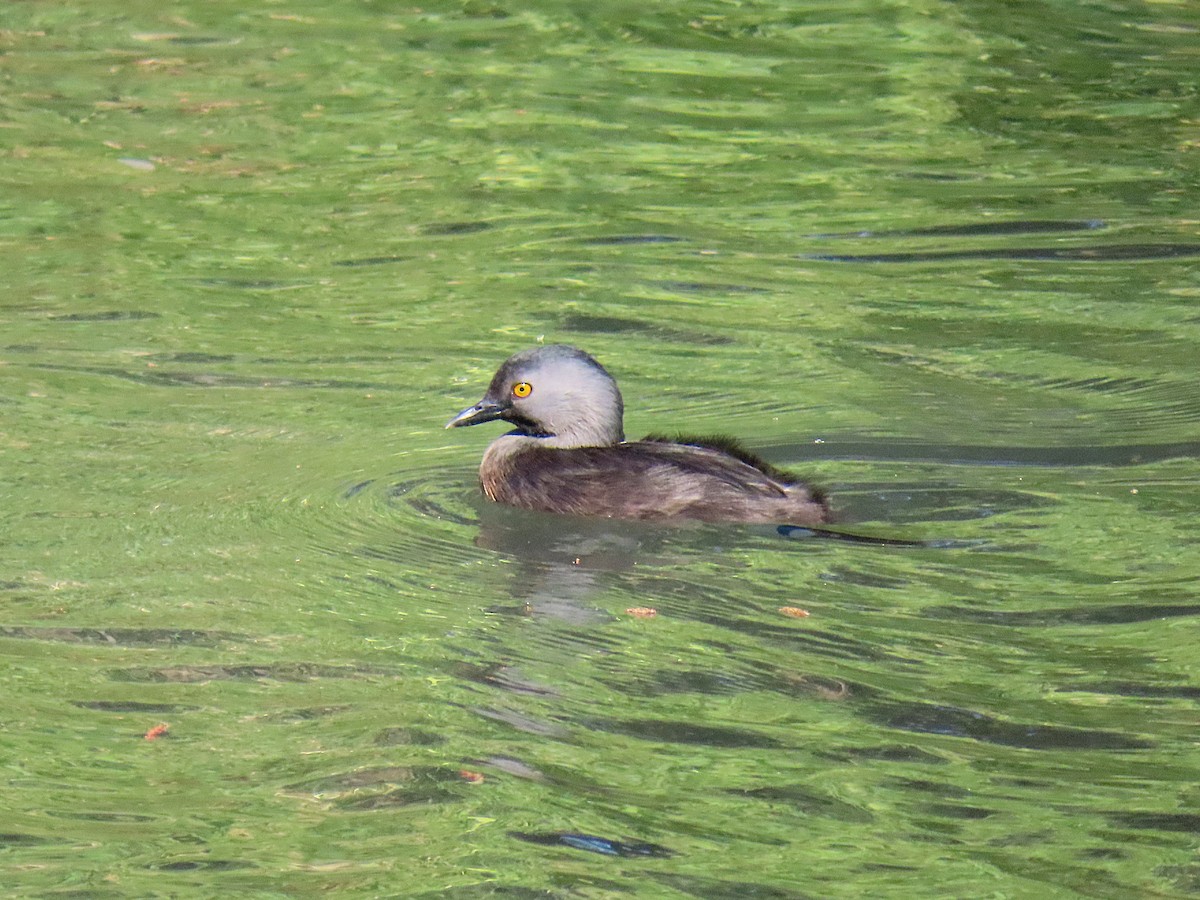 Least Grebe - ML631124226