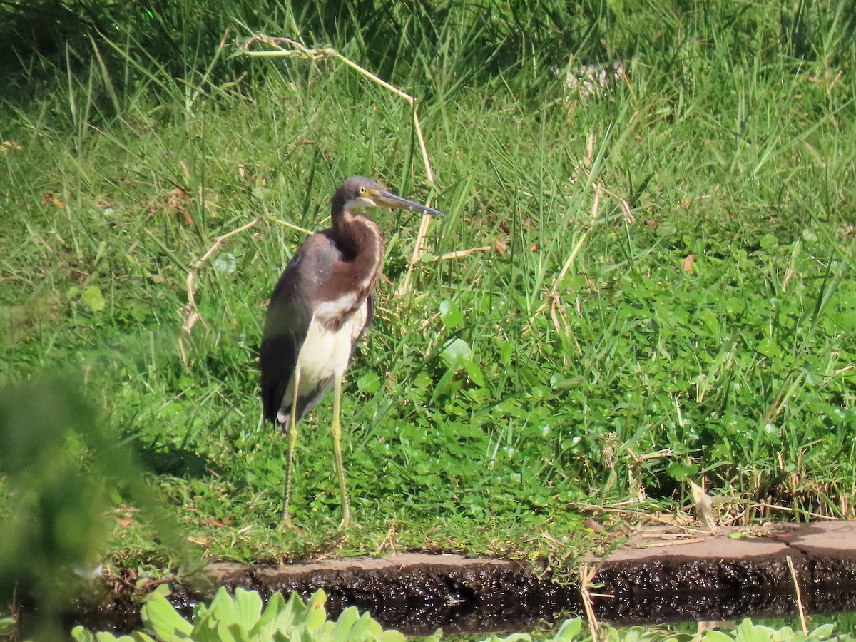 Tricolored Heron - ML631124235