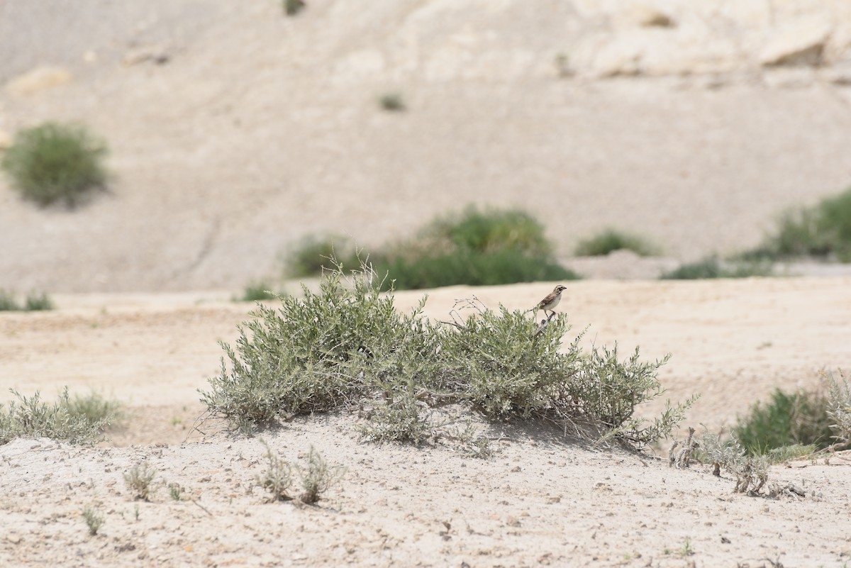 Lark Sparrow - ML631124242