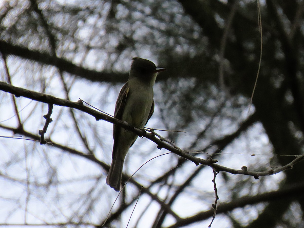 Greater Pewee - ML631124250