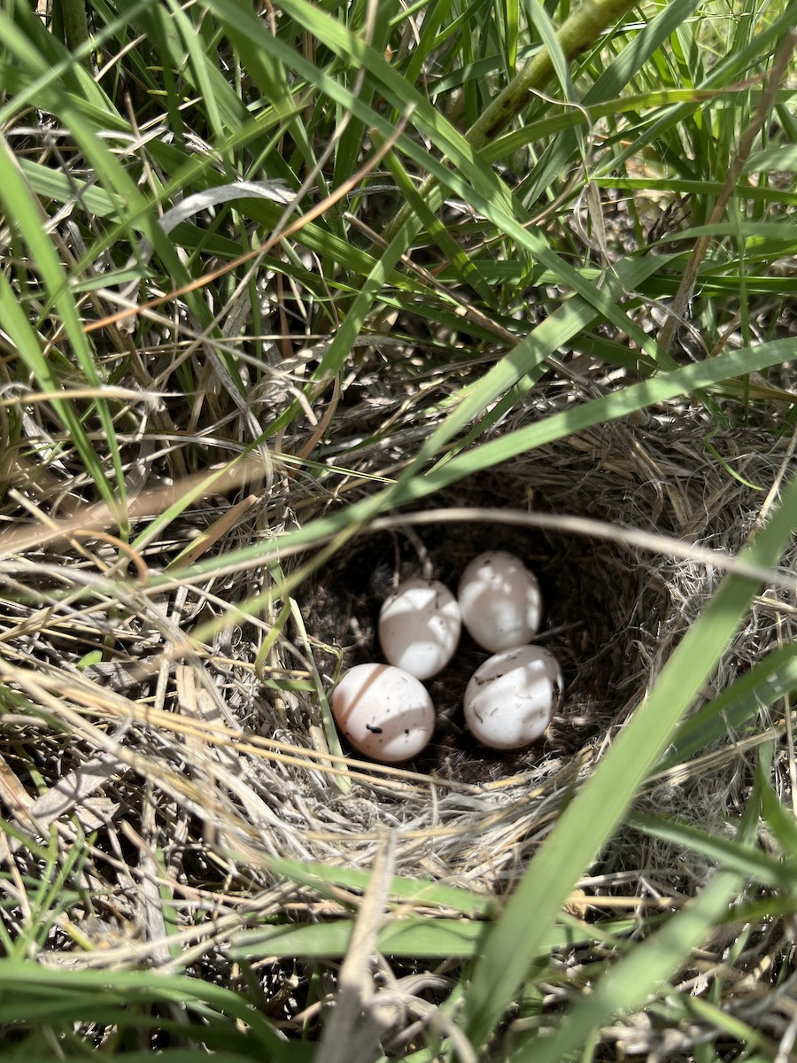Lark Sparrow - ML631124260
