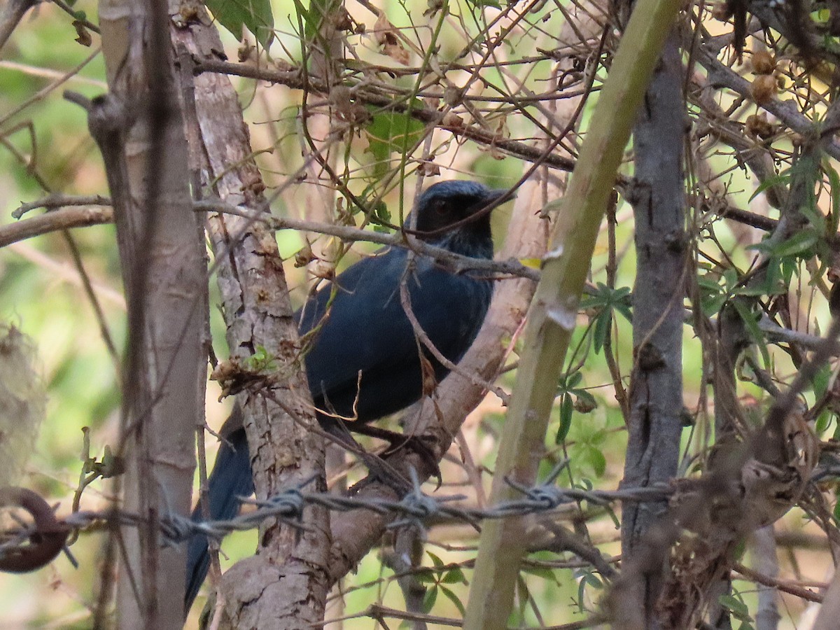 Blue Mockingbird - ML631124284