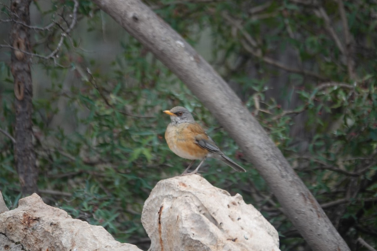 Rufous-backed Robin - ML631124292