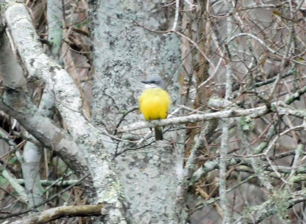 Couch's Kingbird - ML631124574