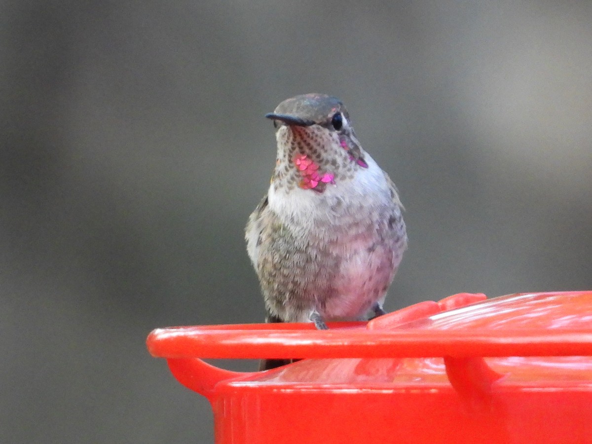 Anna's Hummingbird - ML631124678