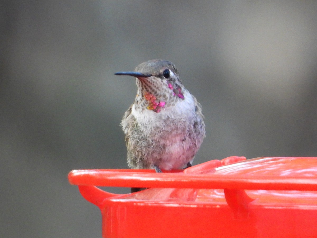 Anna's Hummingbird - ML631124679