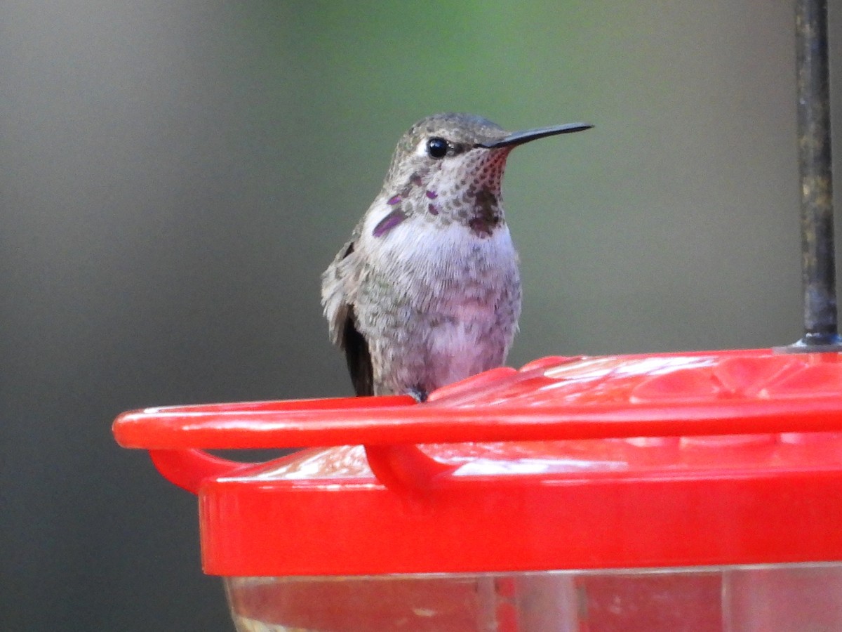 Anna's Hummingbird - ML631124680