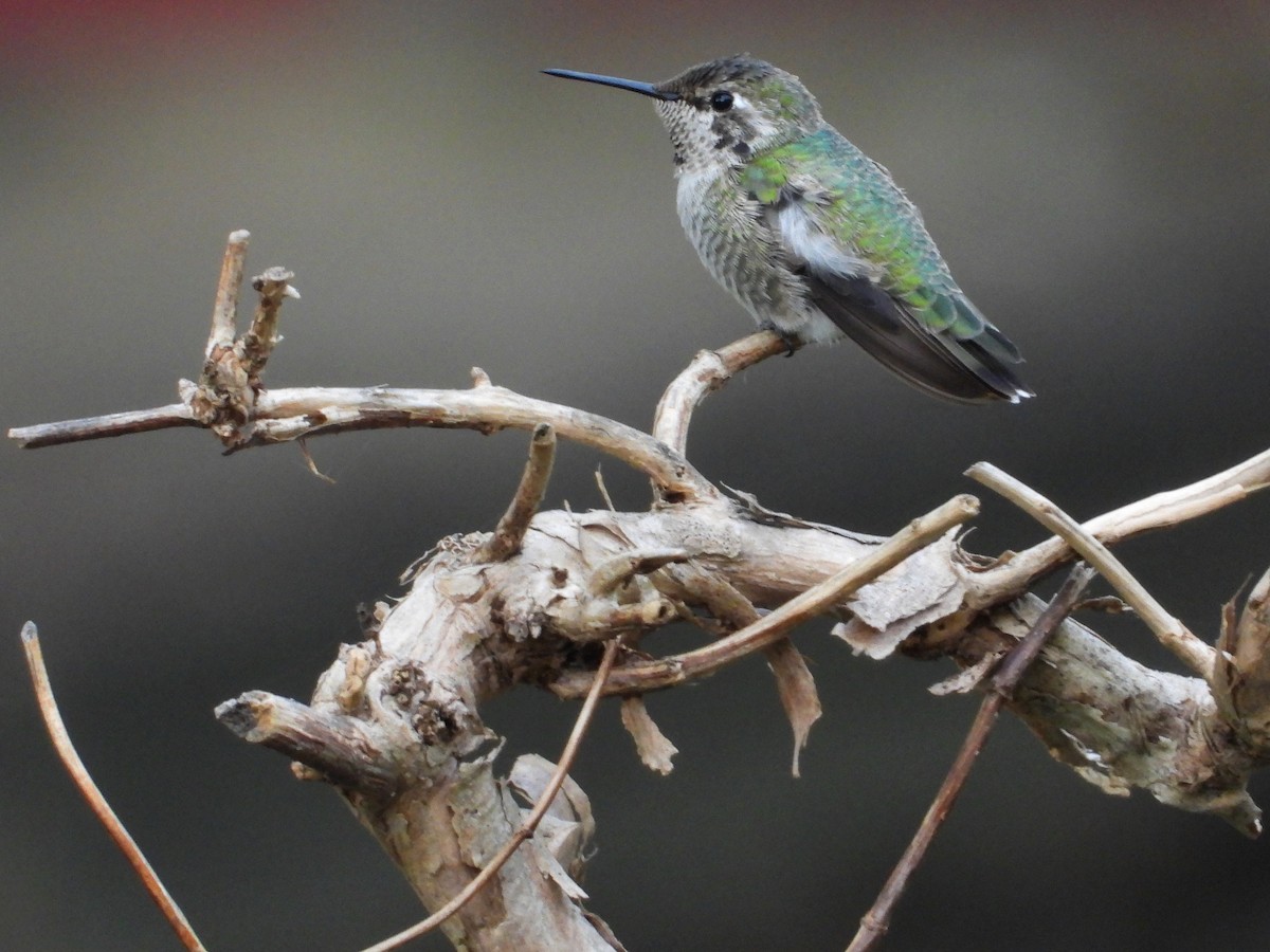 Anna's Hummingbird - ML631124681