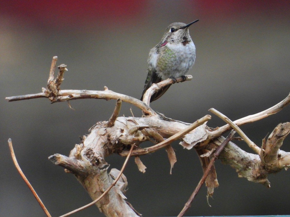 Anna's Hummingbird - ML631124682