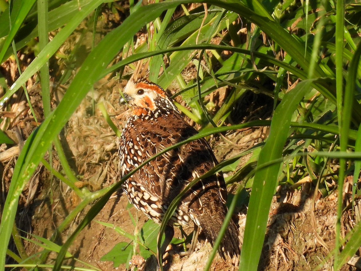 Crested Bobwhite - ML631125009