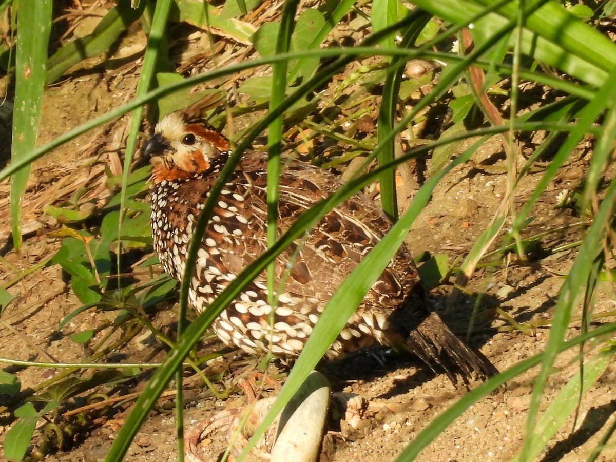 Crested Bobwhite - ML631125011