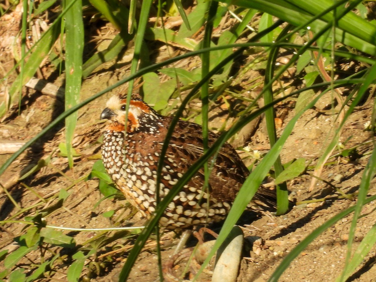 Crested Bobwhite - ML631125013