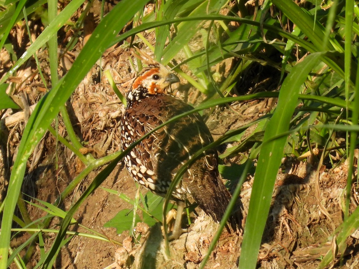 Crested Bobwhite - ML631125014