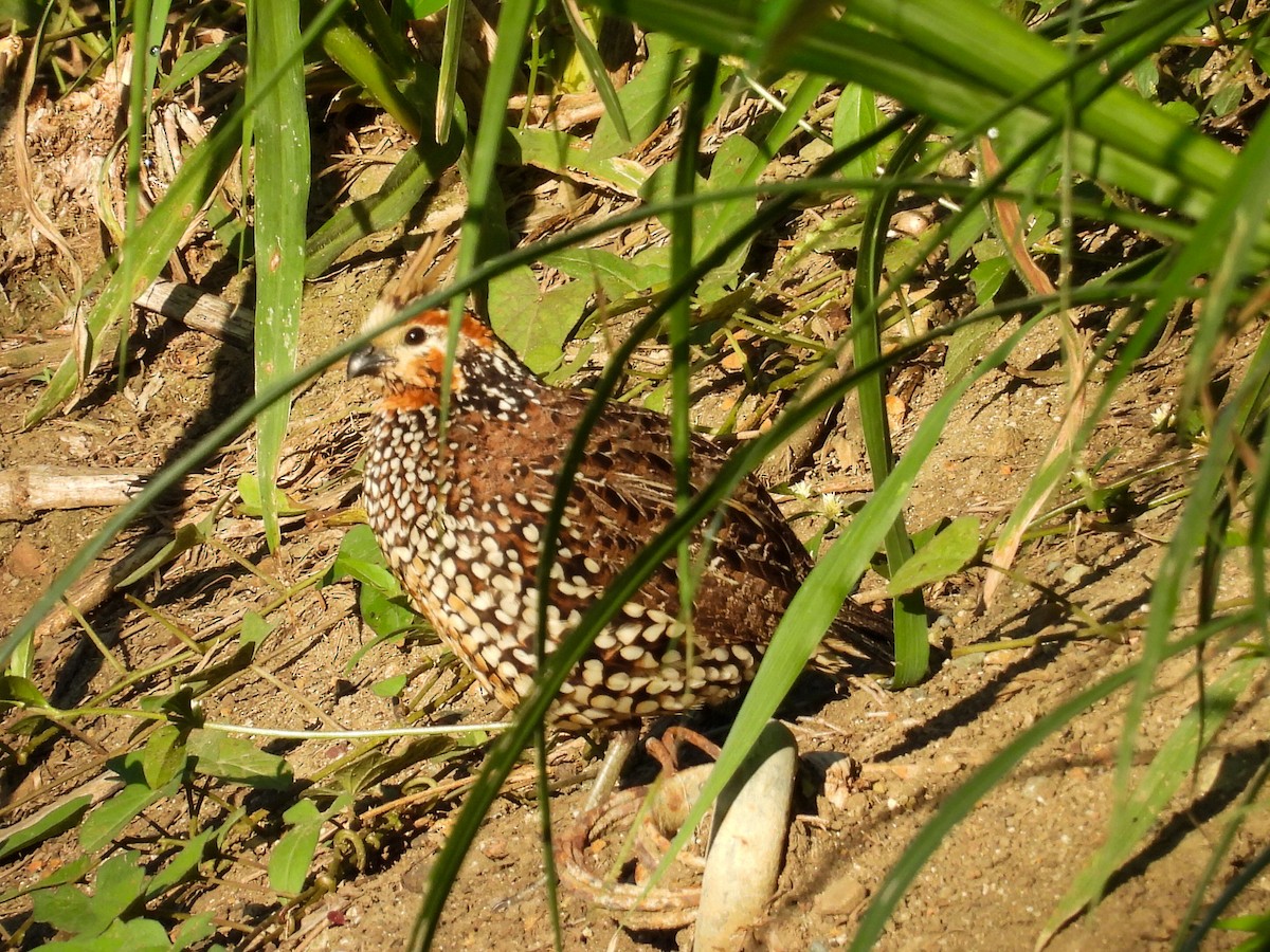 Crested Bobwhite - ML631125015