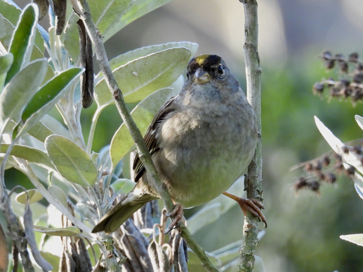 Golden-crowned Sparrow - ML631125316