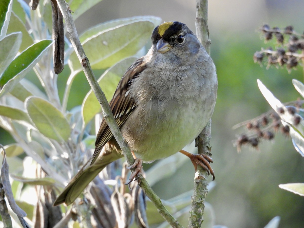 Golden-crowned Sparrow - ML631125317