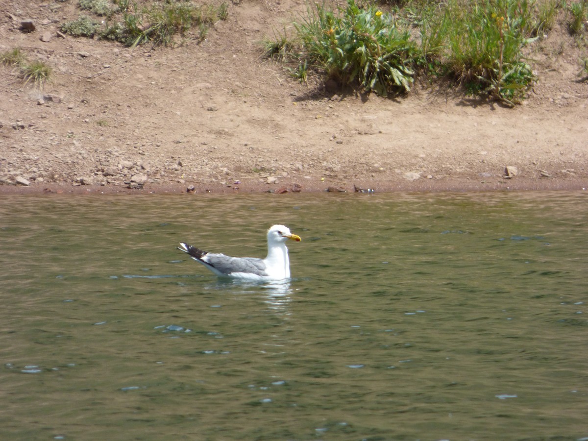 California Gull - ML63112551
