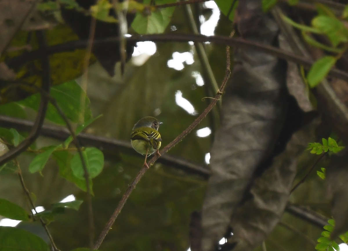 White-bellied Pygmy-Tyrant - ML631125620