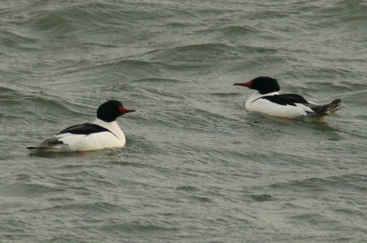Common Merganser - ML631125669