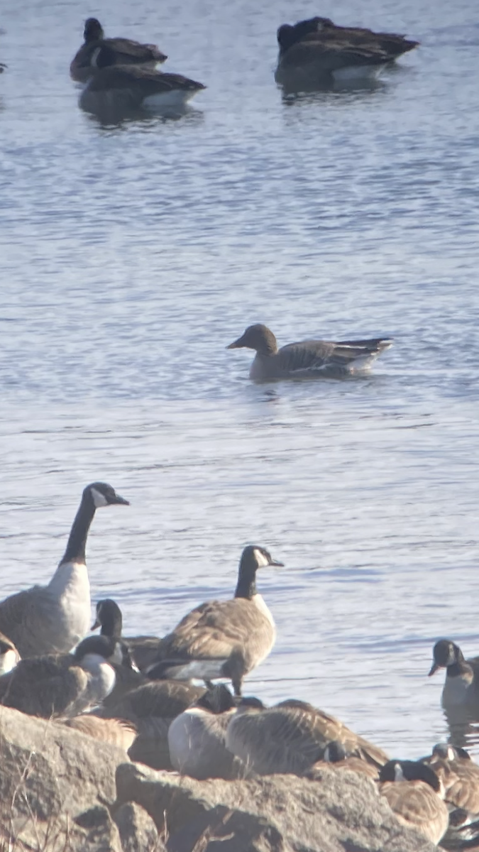 Tundra Bean-Goose - ML631125682
