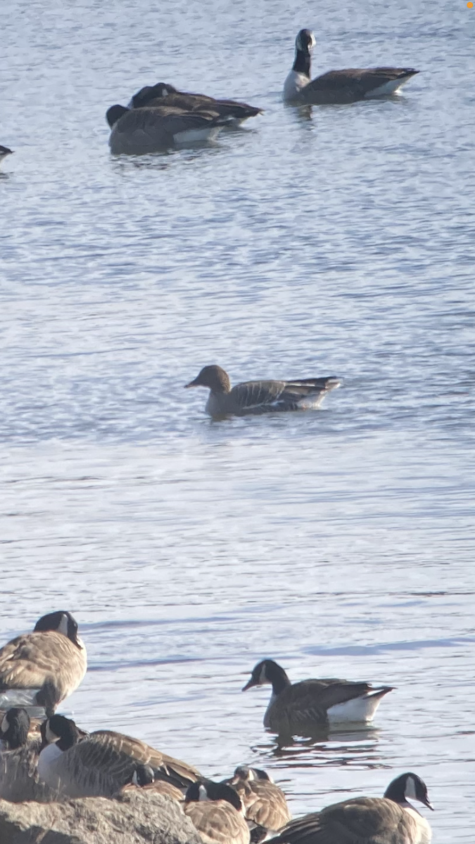 Tundra Bean-Goose - ML631125683