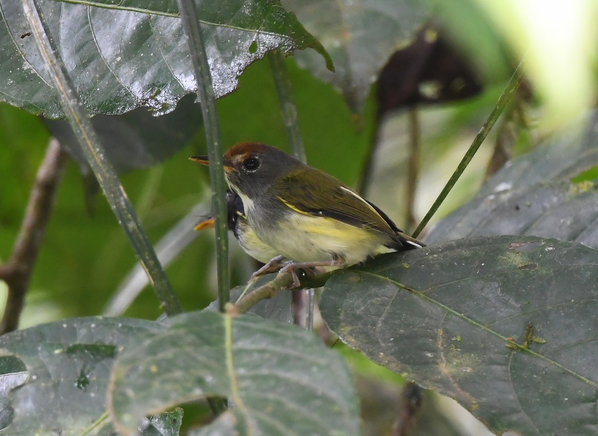 Black-and-white Tody-Flycatcher - ML631125722