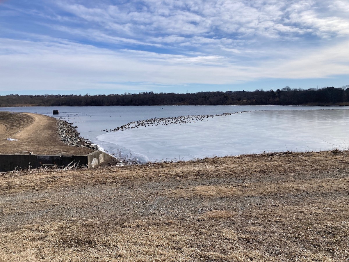 Canada Goose - ML631125723