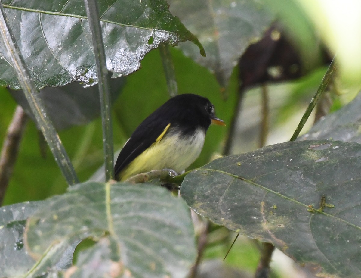 Black-and-white Tody-Flycatcher - ML631125724