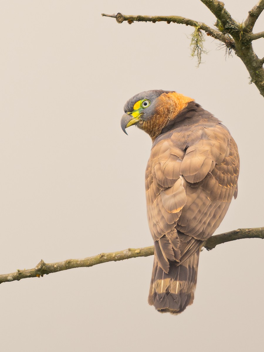 Hook-billed Kite (Hook-billed) - ML631125740