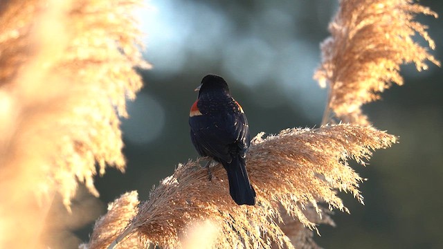 Red-winged Blackbird - ML631126292