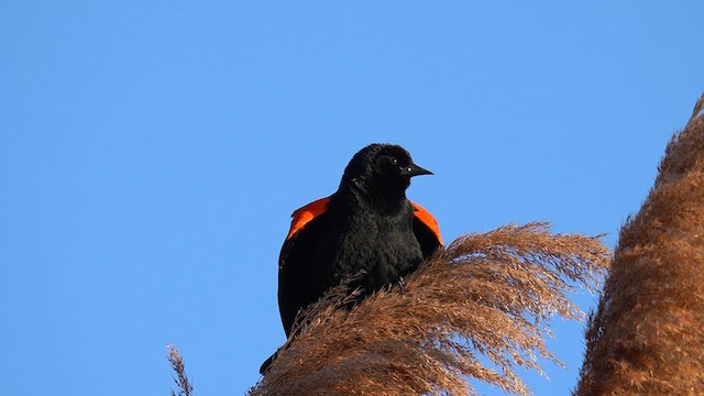 Red-winged Blackbird - ML631126301