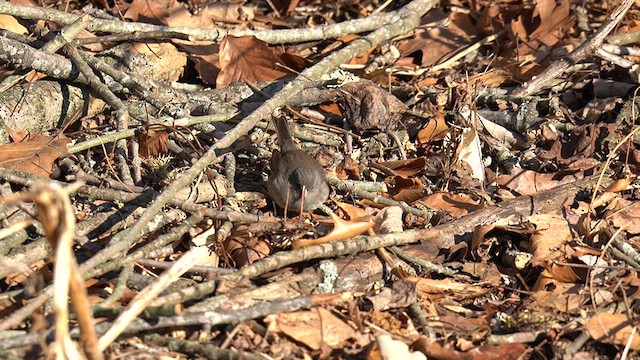 Dark-eyed Junco (Slate-colored) - ML631126380
