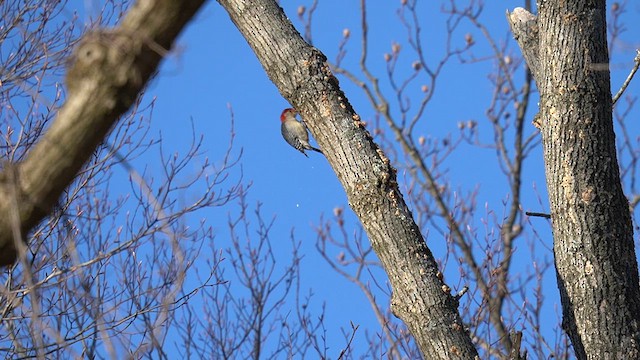 Red-bellied Woodpecker - ML631126389