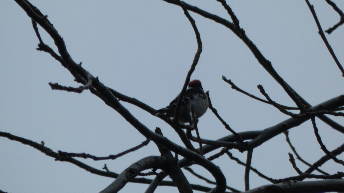 Downy Woodpecker - ML631126462