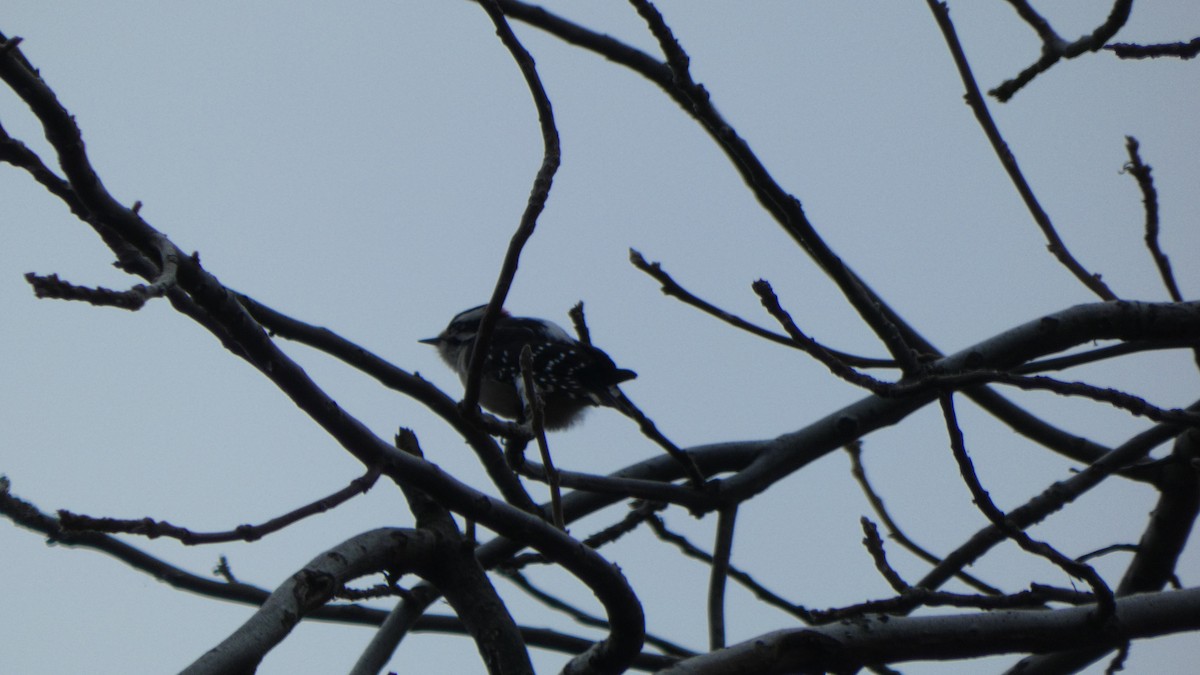 Downy Woodpecker - ML631126463