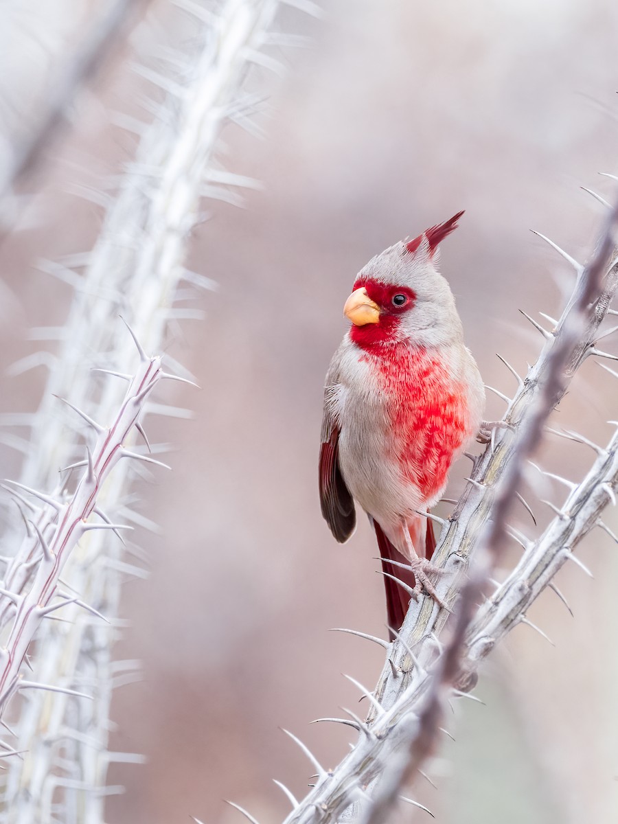 Pyrrhuloxia - ML631126577