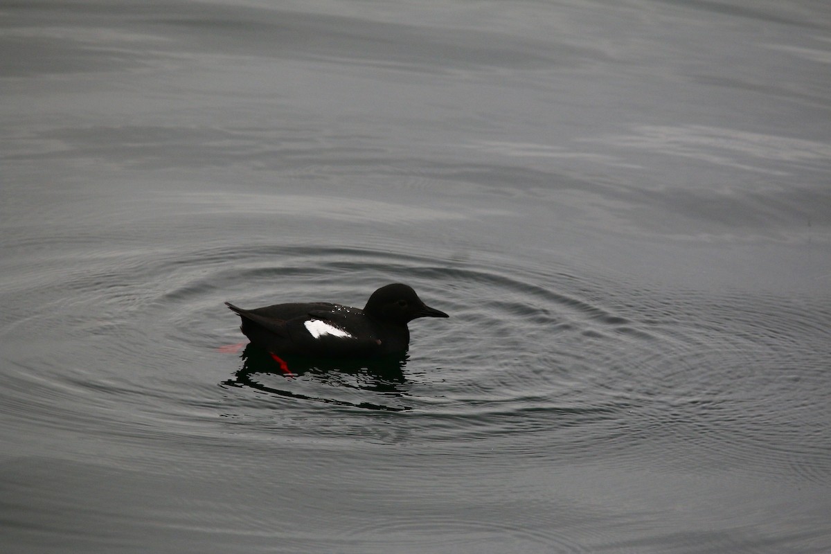 Pigeon Guillemot - ML631126636