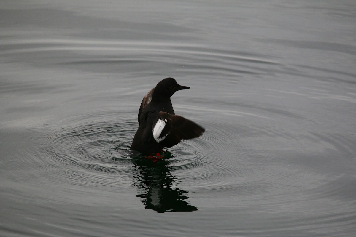 Pigeon Guillemot - ML631126637