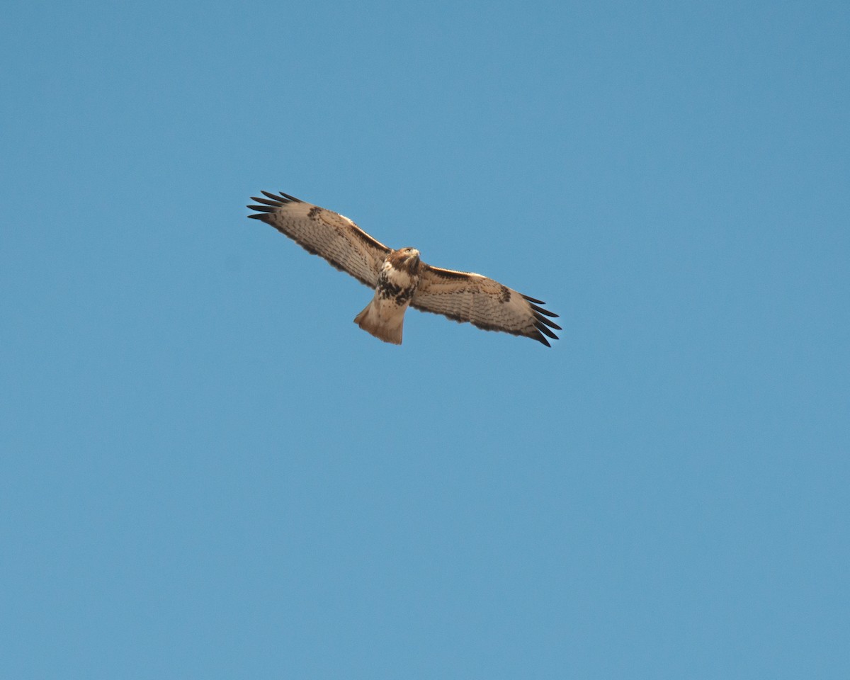 Rotschwanzbussard (abieticola) - ML631126886