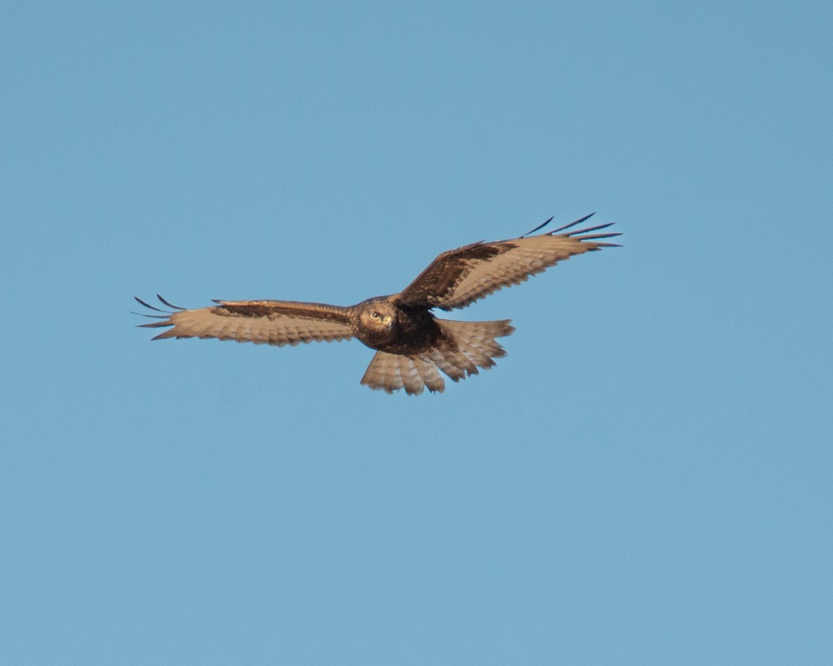 Raufußbussard - ML631126988