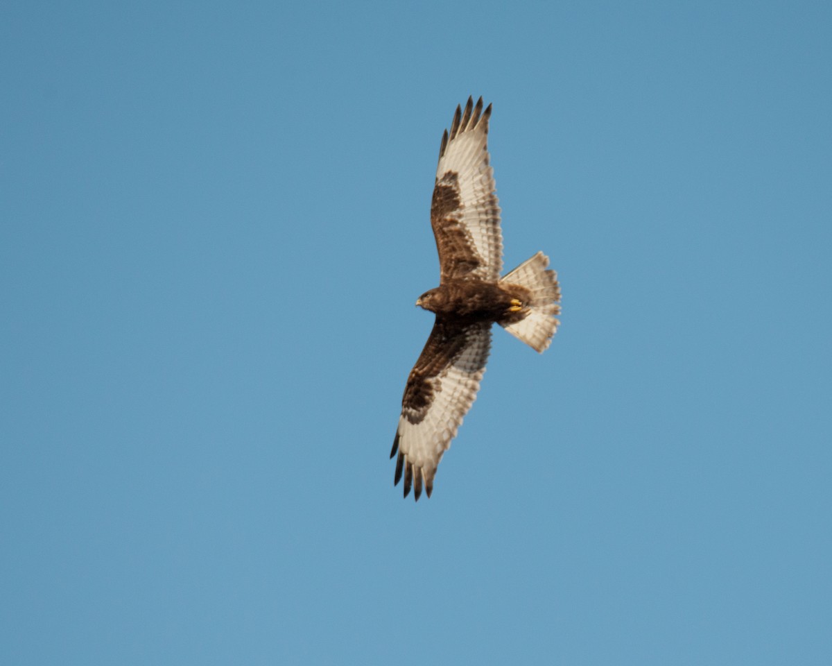 Raufußbussard - ML631127007