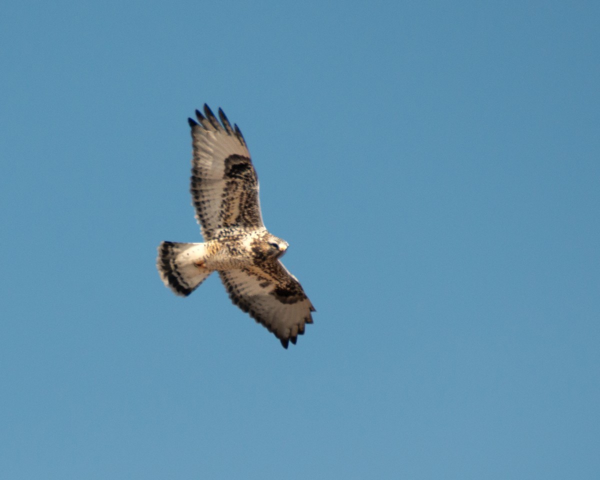 Raufußbussard - ML631127028