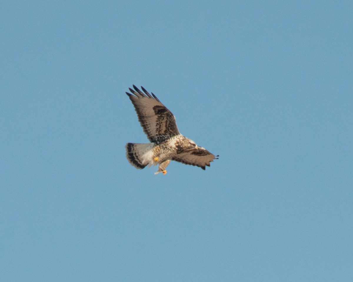Raufußbussard - ML631127031