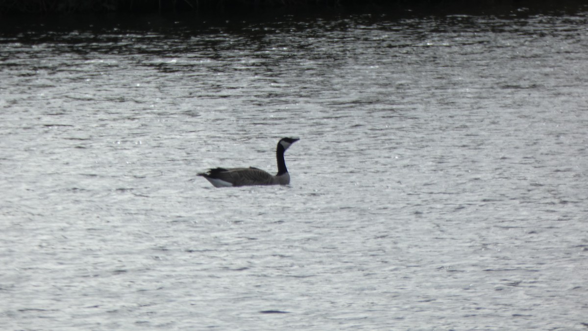 Canada Goose - ML631127035