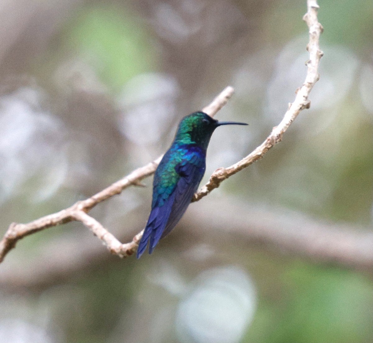 Crowned Woodnymph (Northern/Colombian Violet-crowned) - ML631127309